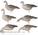 Комплект Avian-X полноразмерных чучел серого гуся - AXP Greylag Fusion